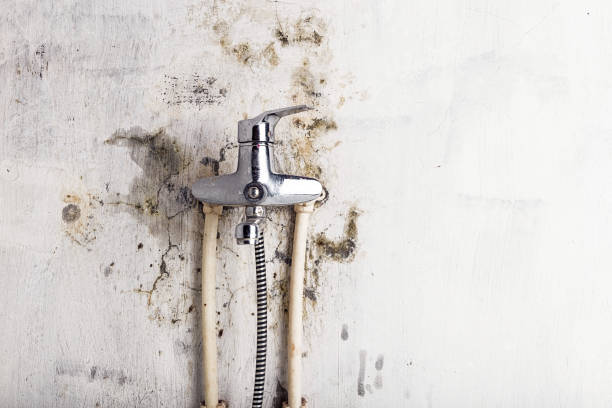 Best Black Mold Removal  in Grant, NE