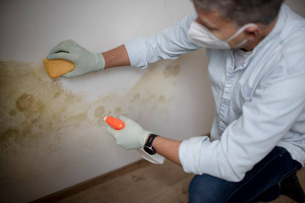 Best Mold Cleaning Services  in Grant, NE