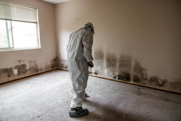 Best Attic Mold Removal  in Grant, NE