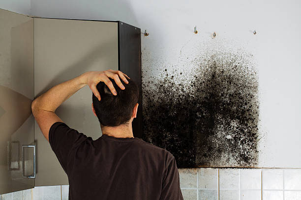 Best Black Mold Removal  in Grant, NE