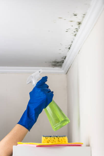Best Best Mold Removal Companies  in Grant, NE